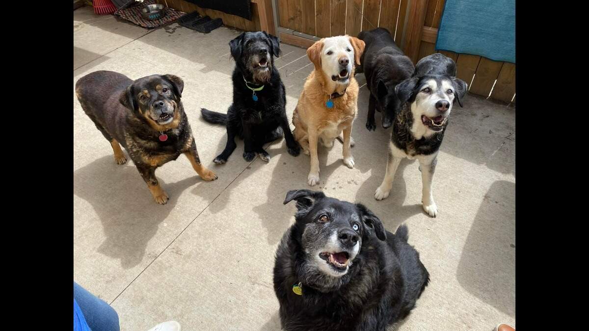 At Shep’s Place sanctuary, just north of Lee’s Summit in Independence, older dogs are free to live their best lives.