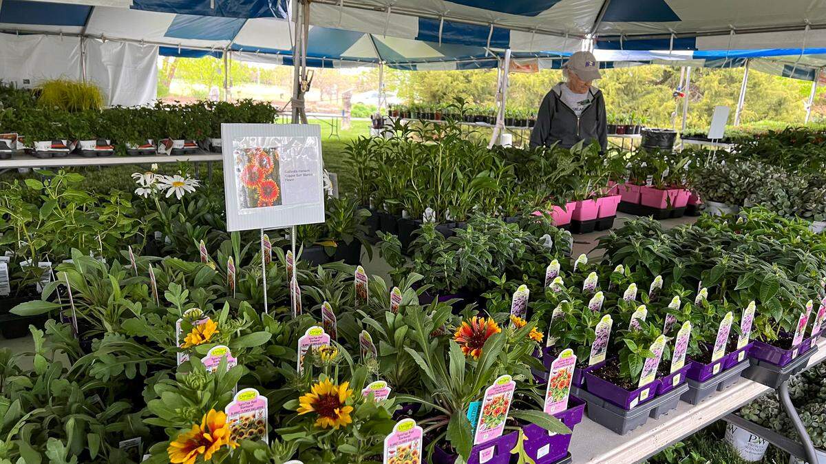 Overland Park gardeners will have more choices in planting native plants this spring thanks to an update in a city’s ordinances. Many gardeners will find native plants at the upcoming plant sale at the Overland Park Arboretum & Botanicals Gardens.