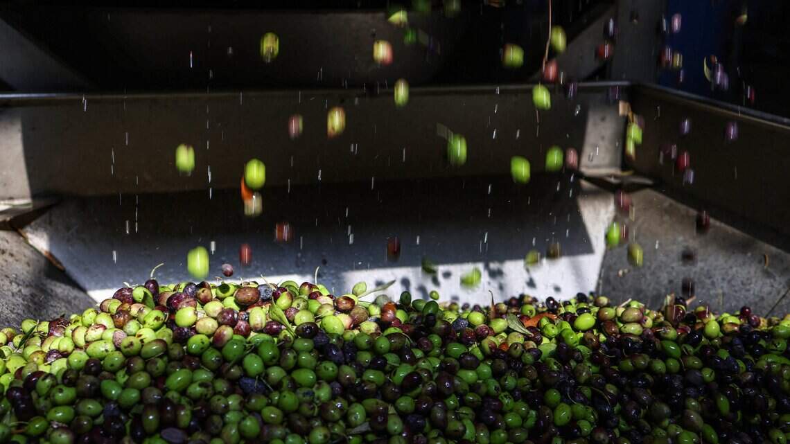 KC rabbi among group detained by Israeli military in West Bank during olive harvest