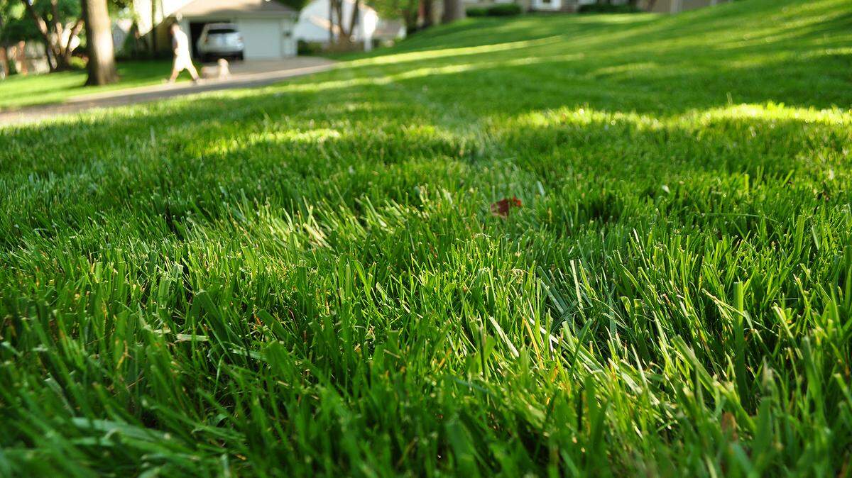 Looking for a crabgrass-free lawn? Start to treat your it around the time redbud trees bloom.