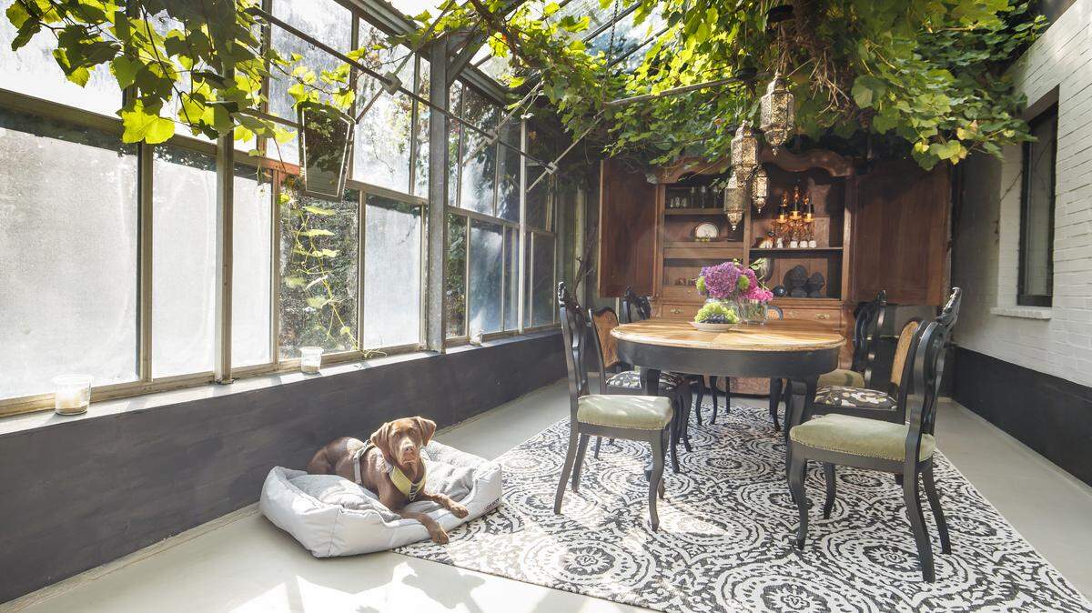 A dog sits in the dining room. (Photo by Morris MacMatzen/Getty Images for Purina)