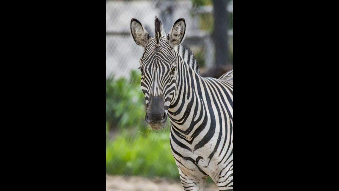 A zebra named Stuart died at the Milwaukee County Zoo after an accident inside an enclosure, zoo officials said.
