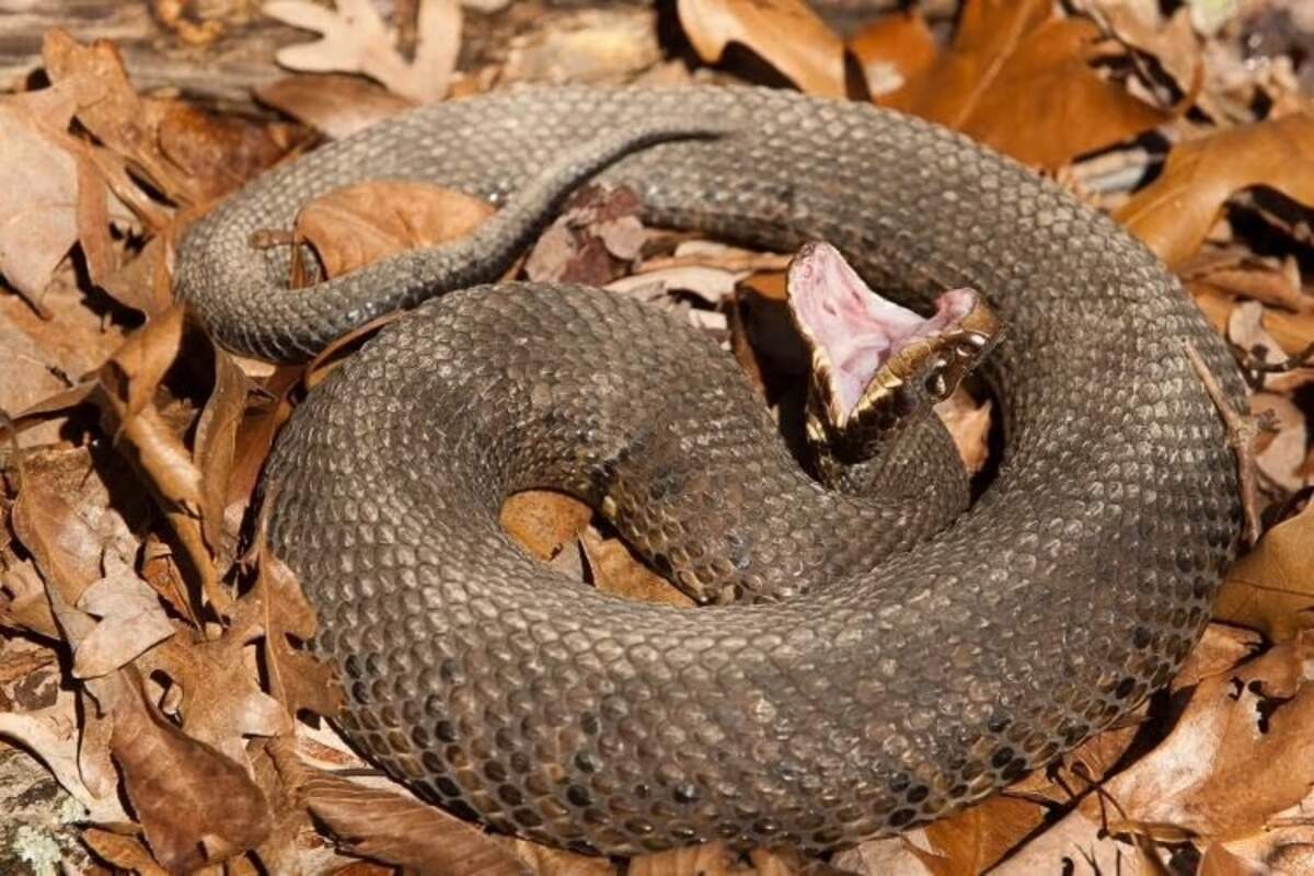 The semiaquatic northern cottonmouth is known for gaping its mouth when alarmed, showing off it’s namesake cotton-white mouth lining.