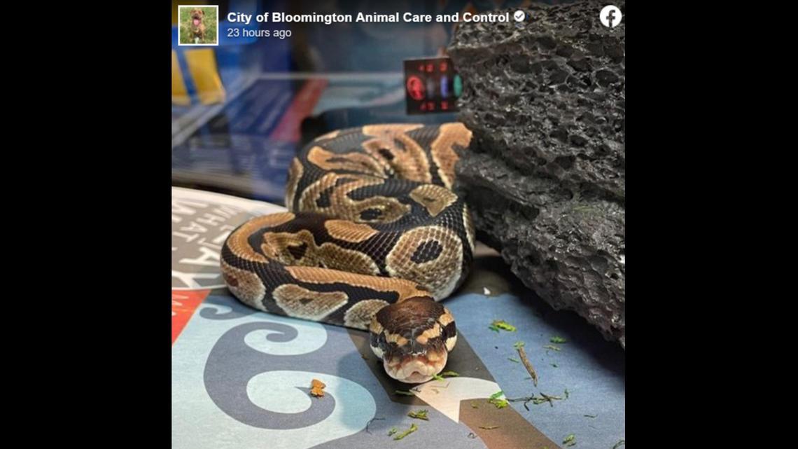 A python was found hanging out on a shelf at a Walmart in Bloomington, Indiana.