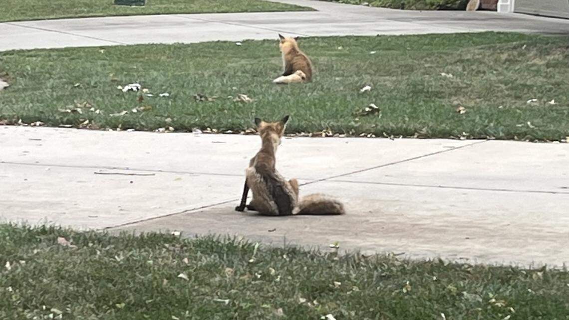 Foxes have been sighted this week in Overland Park neighborhoods as male foxes are out teaching their offspring how to hunt. Are foxes threats to children and pets?