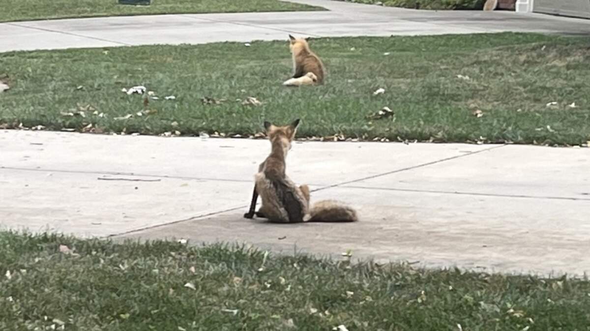 Foxes have been sighted this week in Overland Park neighborhoods as male foxes are out teaching their offspring how to hunt. Are foxes threats to children and pets?