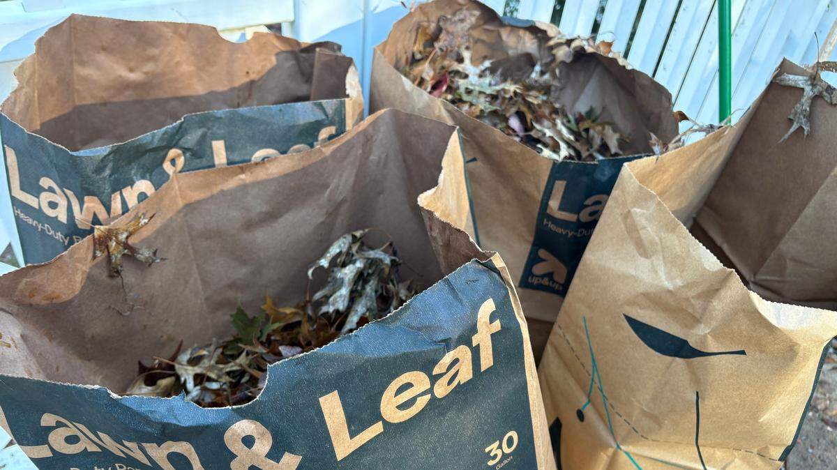 In order to keep harmony in the neighborhood, Sherry Kuehl now properly bags her leaves.