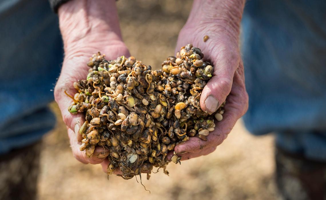 “These soy beans are worthless,” said farmer Bruce Biermann of Mound City, Mo., who looked over wet, and sprouting soy beans spilled from flood-damaged grain bins on his land in Corning, Missouri, in Holt County. Biermann, who farms 1,700-acres, does not know if he can financially recover from this year’s floods.