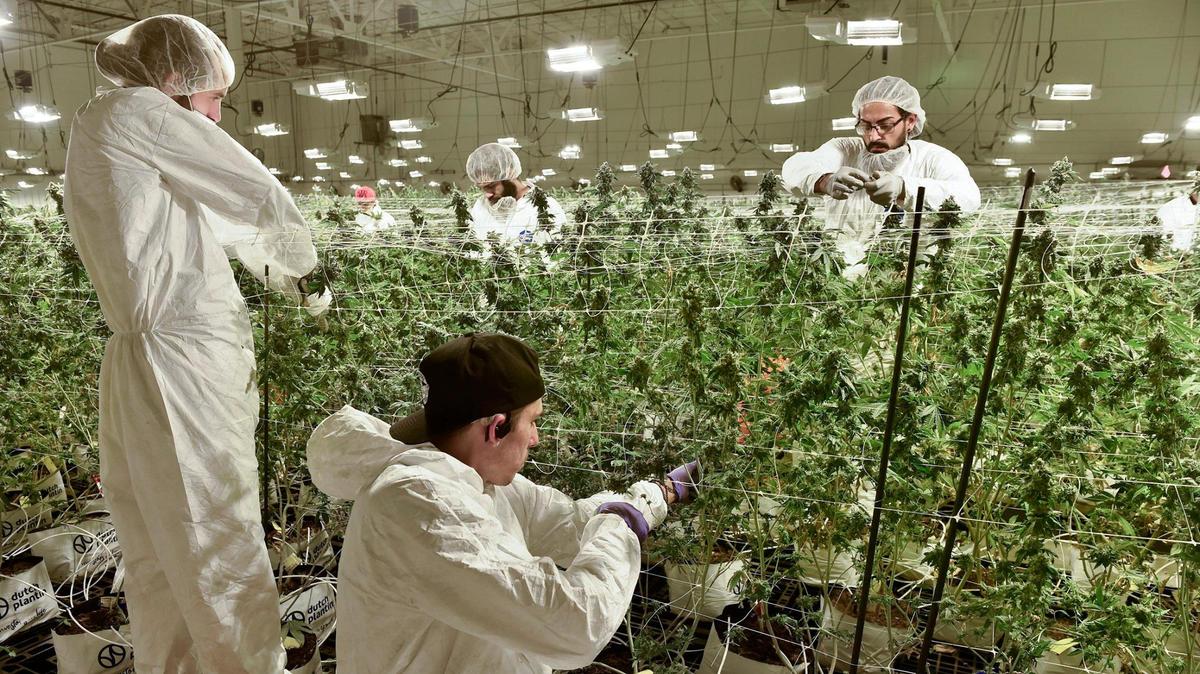 Recreational marijuana could be legal in Missouri next year. Who will cash in?