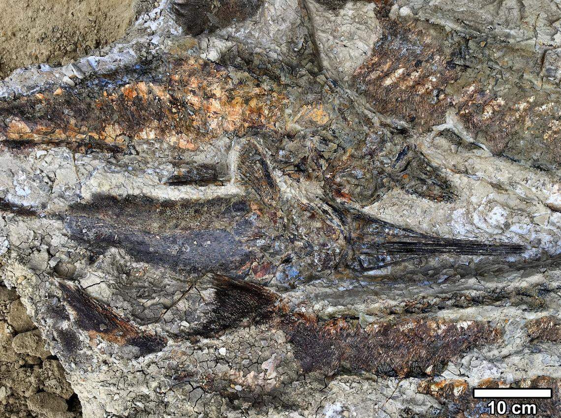 KU doctoral student Robert DePalma discovered these fish fossils in North Dakota, a glimpse of the devastating moments after a giant asteroid crashed into Earth.