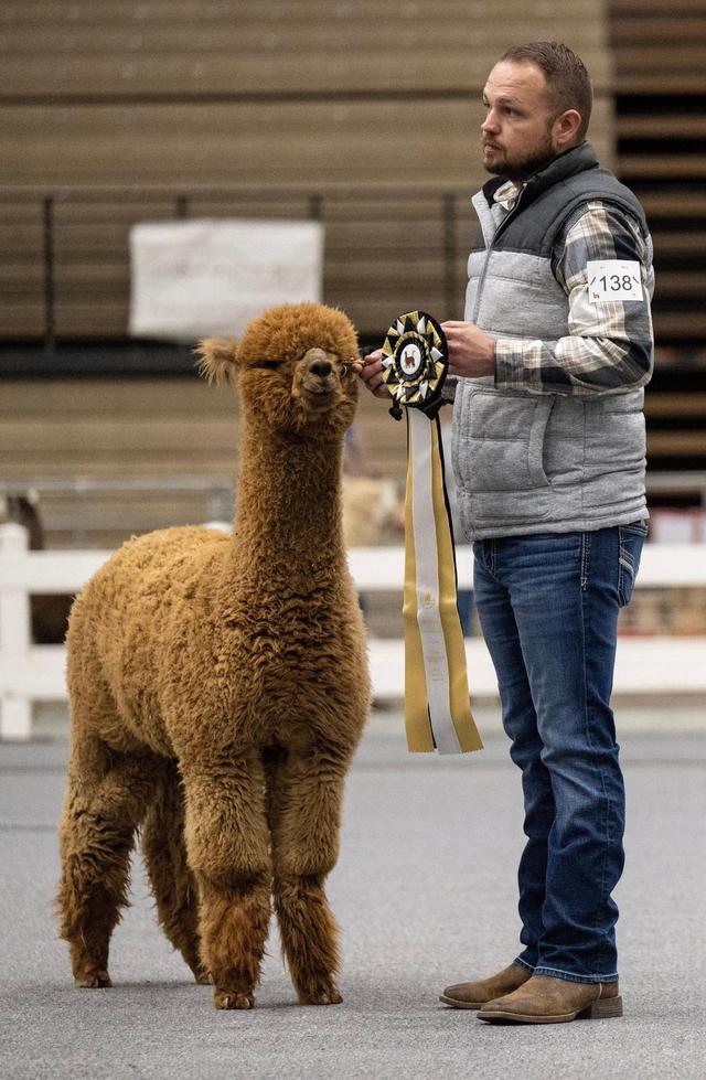Russ Reynolds of La Motte, Iowa, took Best Bred & Owned with Irish Meadows Urban, a Huacaya alpaca, during the halter class at the MOPACA Invitational Alpaca Show 2024 Friday at Hale Arena. Reynolds was showing the alpaca for owner Mike and Julie Delaney of Irish Meadows Alpaca Farm in La Motte, Iowa.