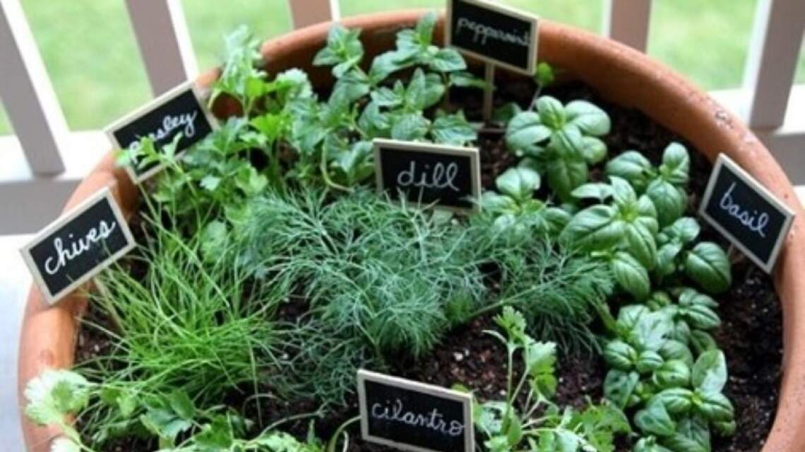 No space in garden to plant veggies? It’s no problem if you learn container tricks