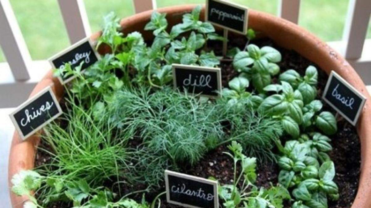 Herbs like basil, oregano and cilantro are ideal “candidates” for a container garden.