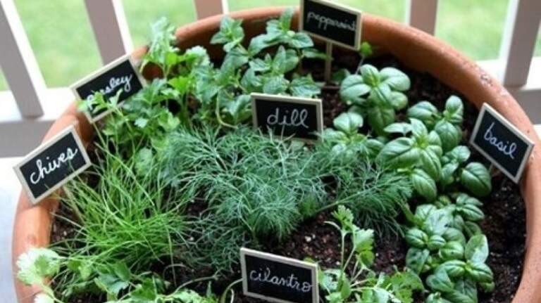 No space in garden to plant veggies? It’s no problem if you learn container tricks