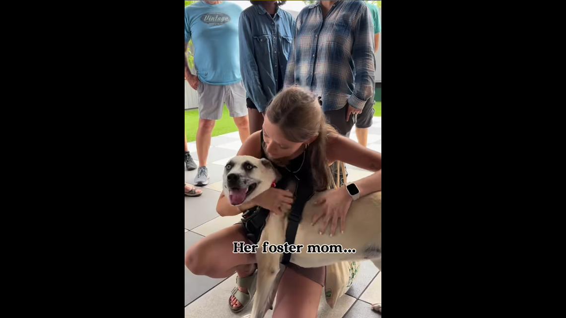 Dream comes true for sweetheart shelter dog — after 933 days. See her celebrate