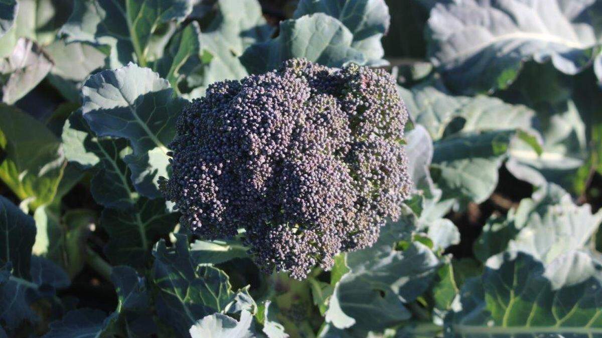 In Kansas City, gardeners will likely face several issues in your vegetable garden with this heat and humidity. But here’s the good news: Variety can be a key component in mitigating these problems.
