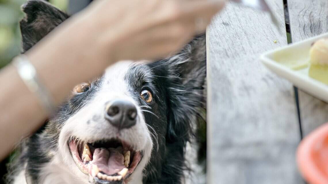 These are my favorite Kansas City spots to eat and drink with my dog. What are yours?