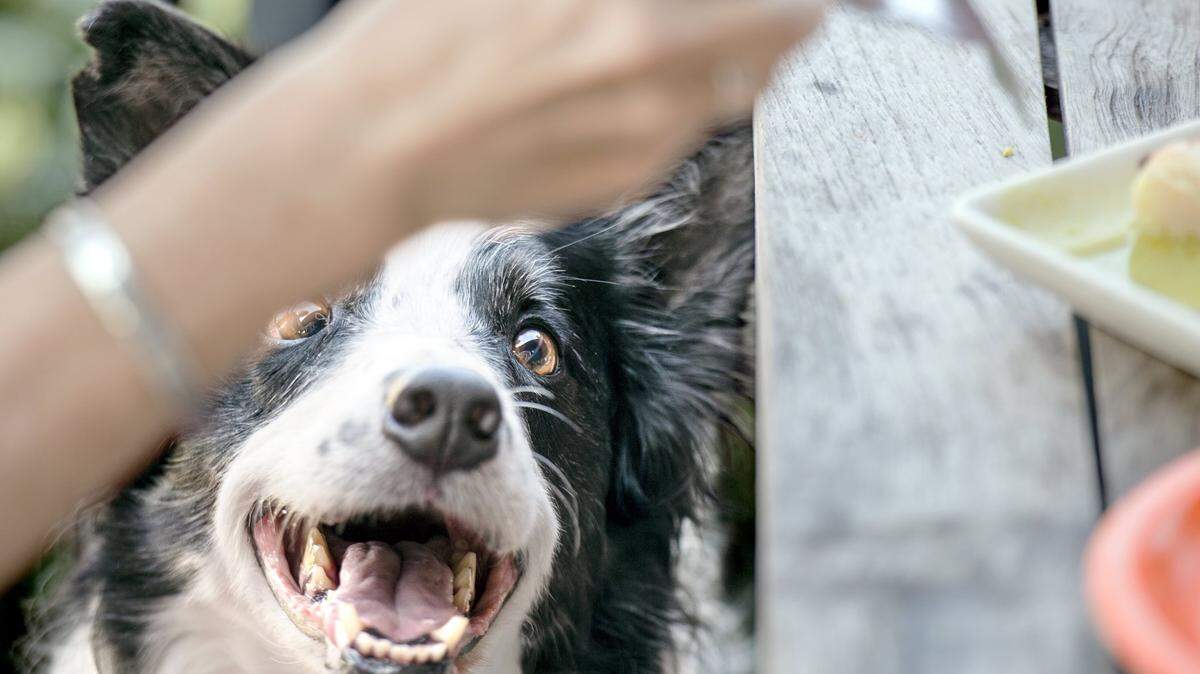 A border collie attends a 2016 “Dogs Night Out” at La Bodega in Leawood. Do you have favorite places to take your furry friend in the Kansas City area?