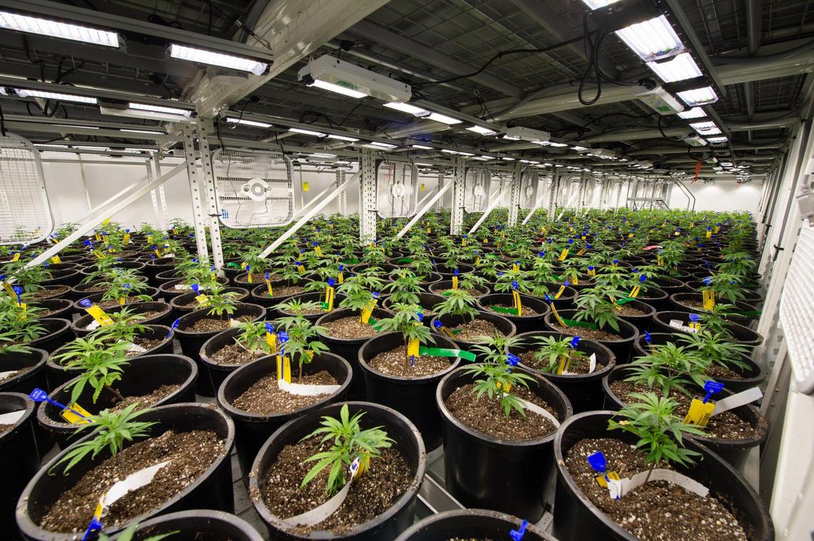 Hundreds of marijuana plants are placed on growing racks in the vegetation room.