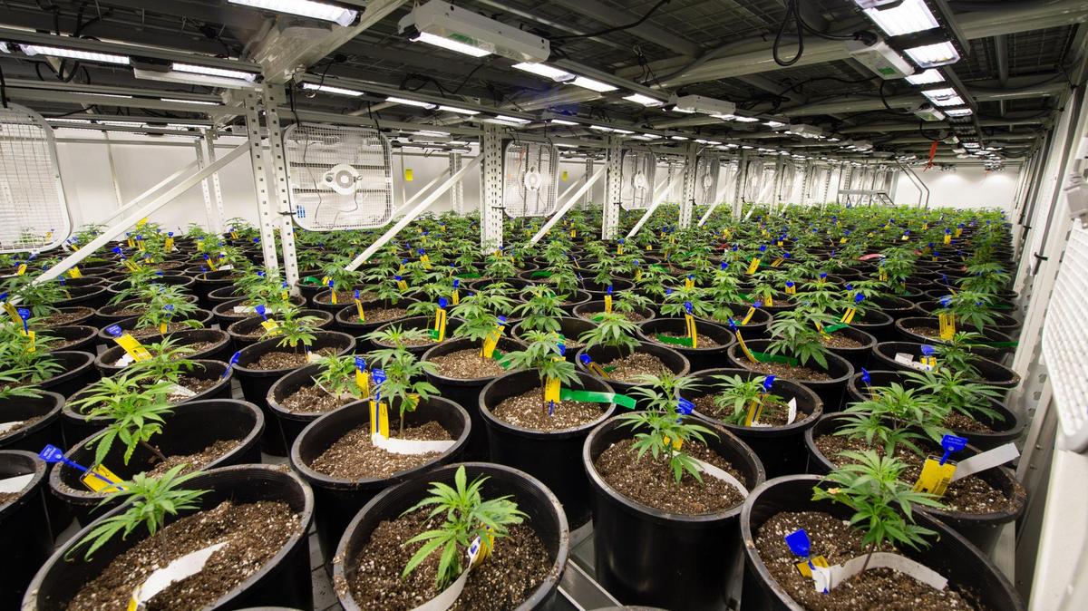 Hundreds of marijuana plants are placed on vertical growing racks in the vegetation room of a Missouri facility.