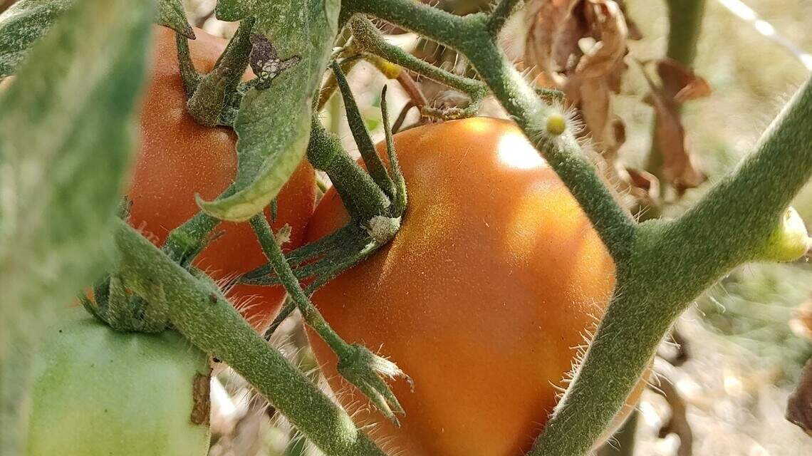 Produce picked? Here’s what to do to ensure next year’s vegetable crop is outstanding