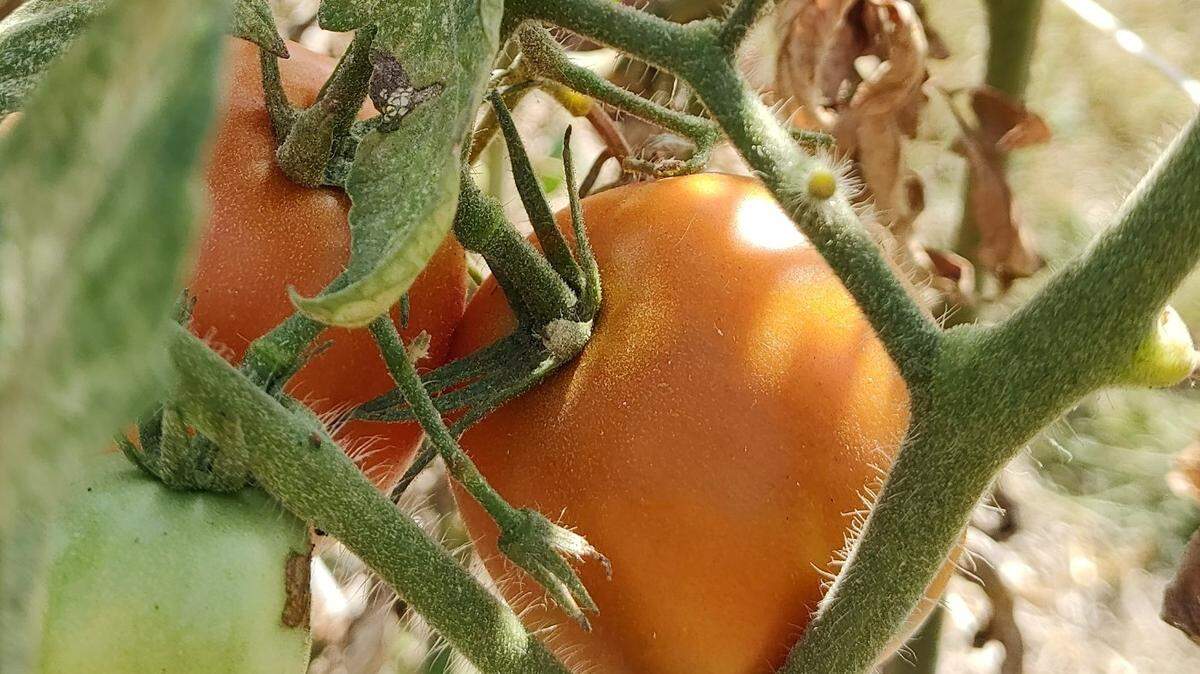 Consider this to-do list at the end of your veggie season, so next year’s tomatoes are spectacular.
