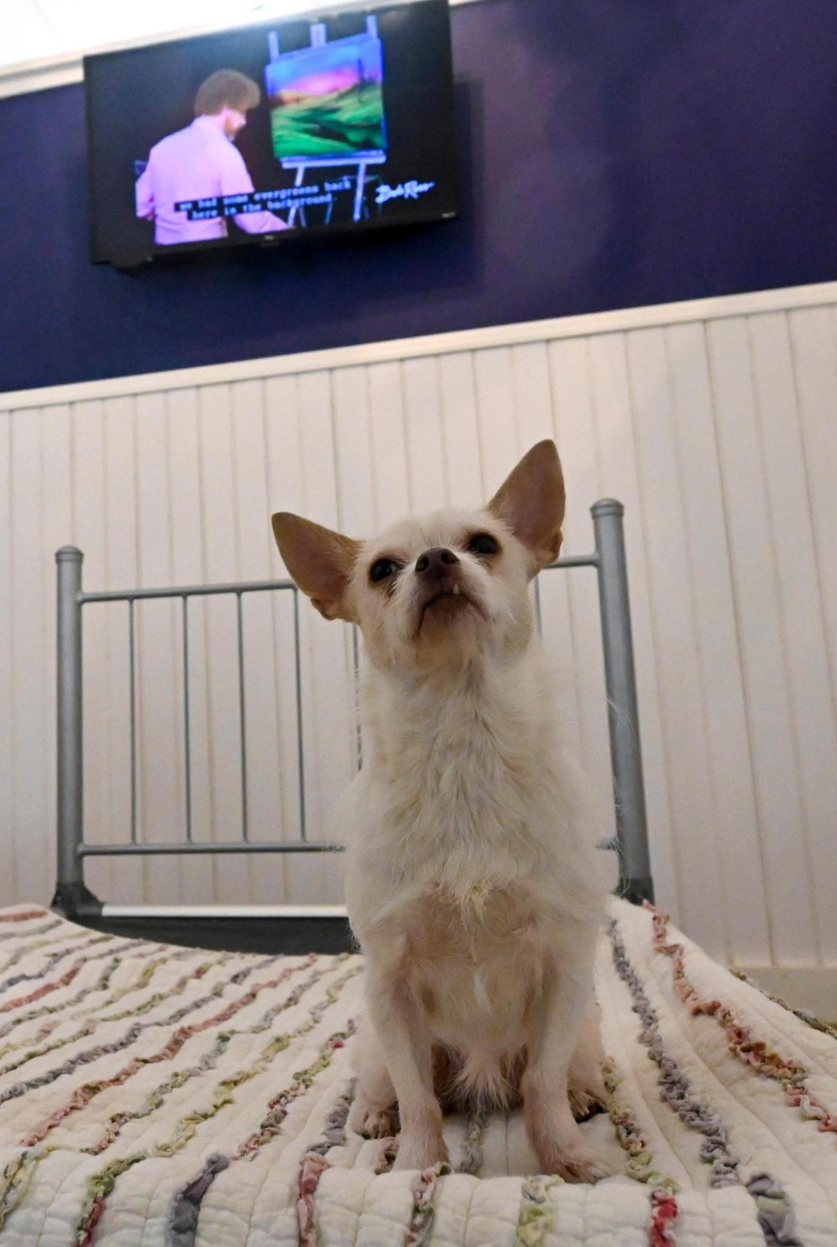 Ariel, an 8-year-old Pekinese Chihuahua mix, demonstrates the bed, complete with TV, in the Presidential Suite at Woof’s. Ariel belongs to Daniel Snyder, the general manager.