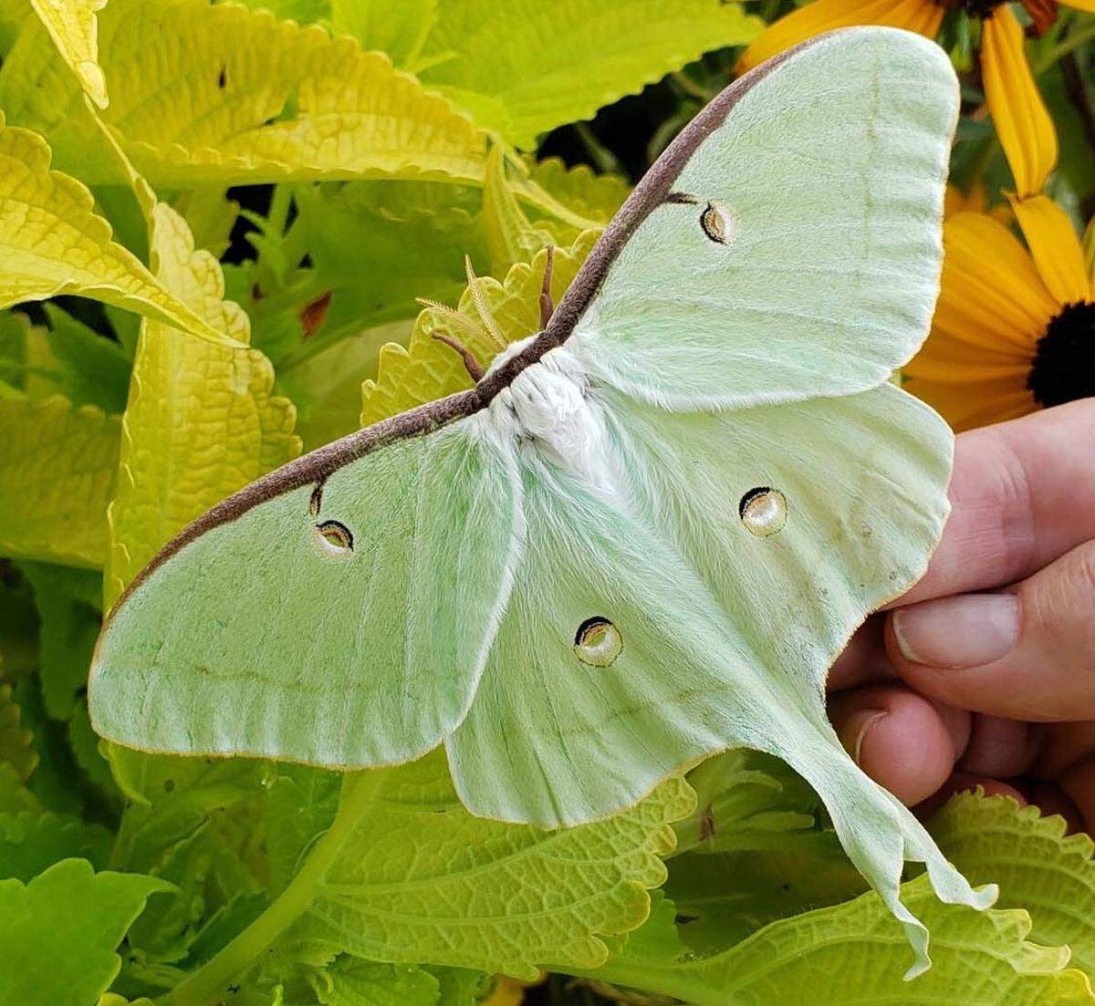 This beautiful luna moth can find a home to overwinter in piles of fallen leaves.