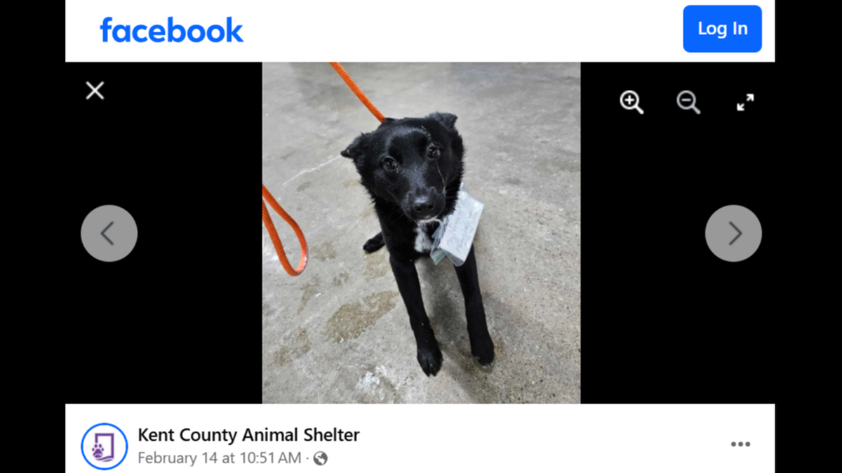 The dog was found in a Meijer parking lot with a note attached to her collar, the Kent County Animal Shelter said.