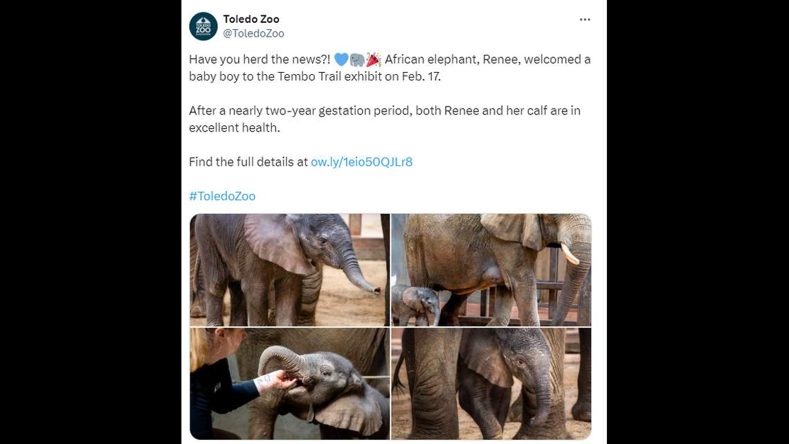 An African elephant was born at the Toledo Zoo in February, the zoo said. African elephants are an endangered species, according to the zoo.