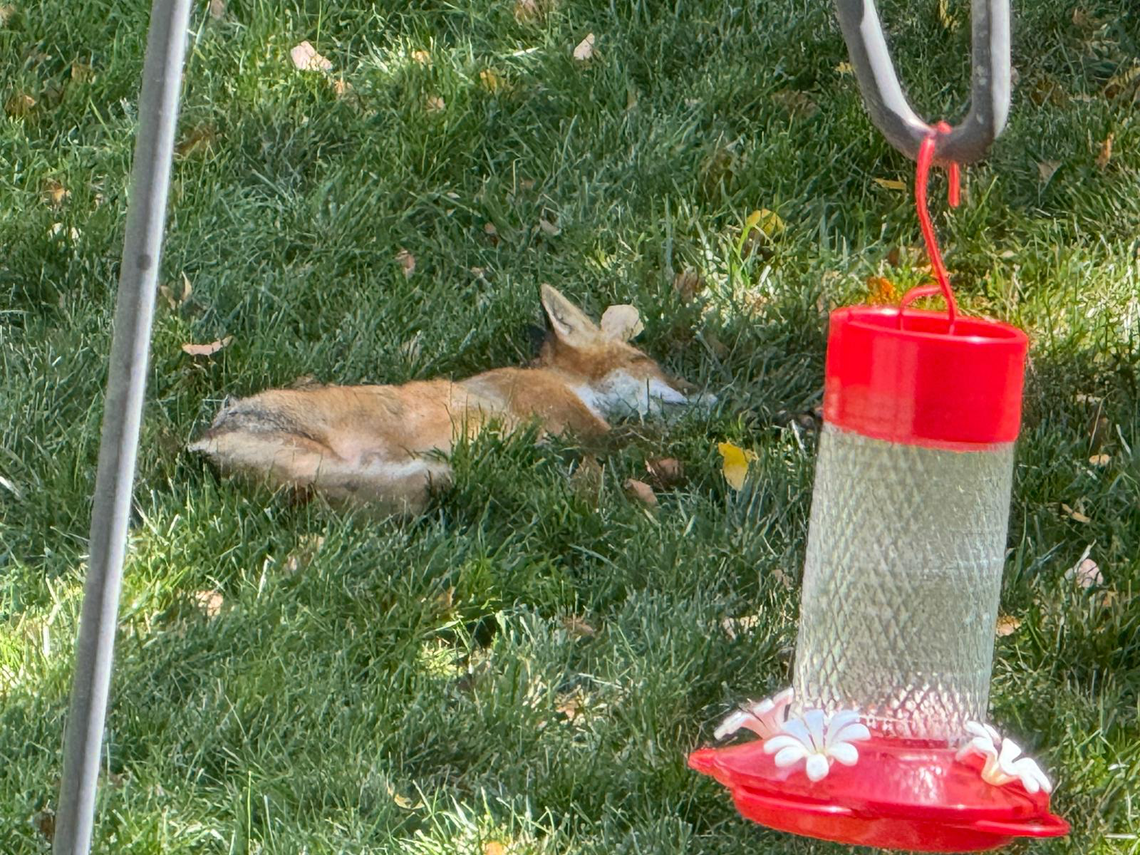 A fox took a break in an Overland Park backyard earlier this week.