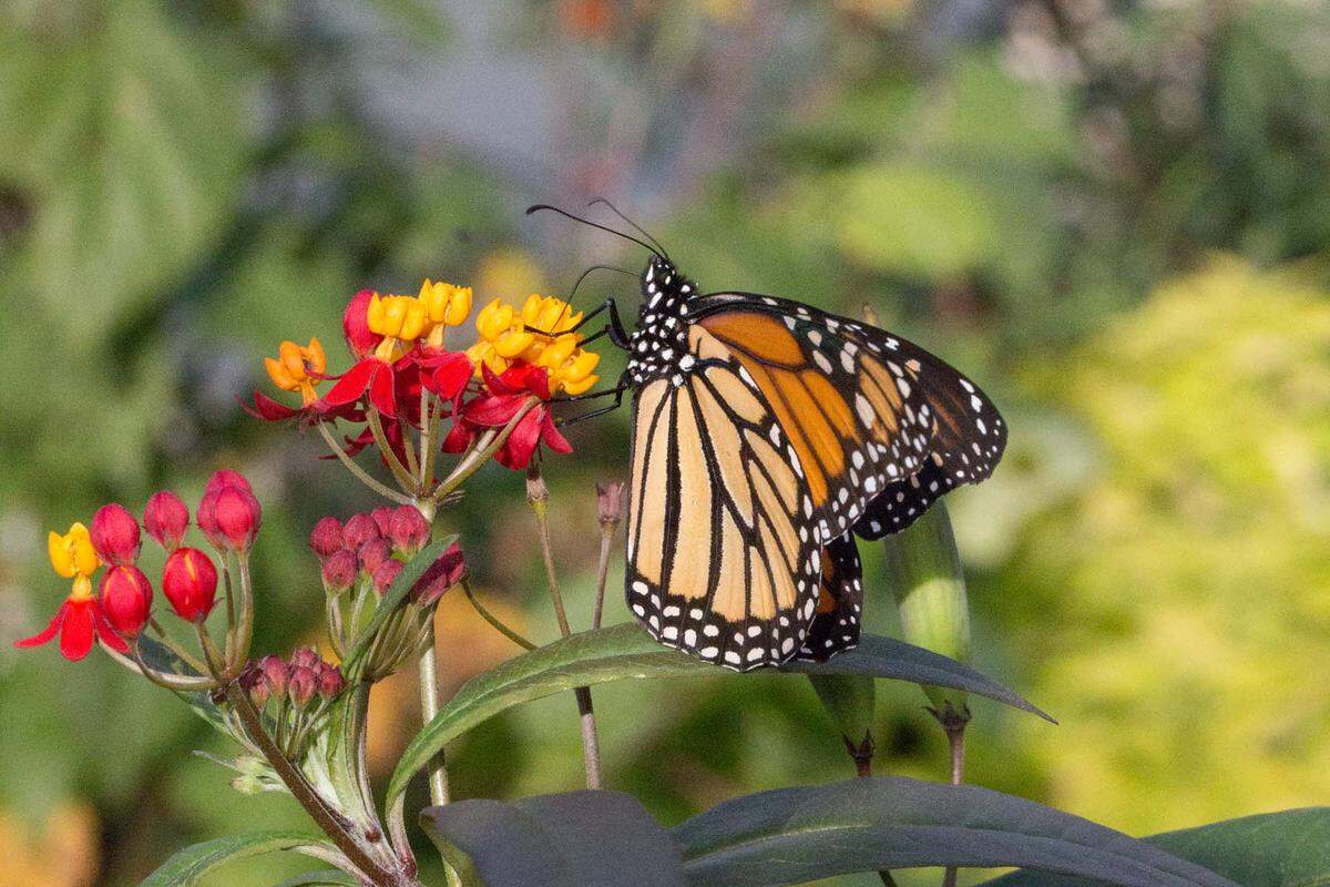 A butterfly pauses on a tropical milkweed plant.