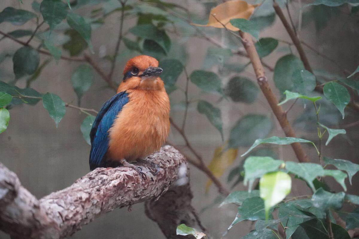 Sihek at Sedgwick County Zoo in Wichita, Kansas