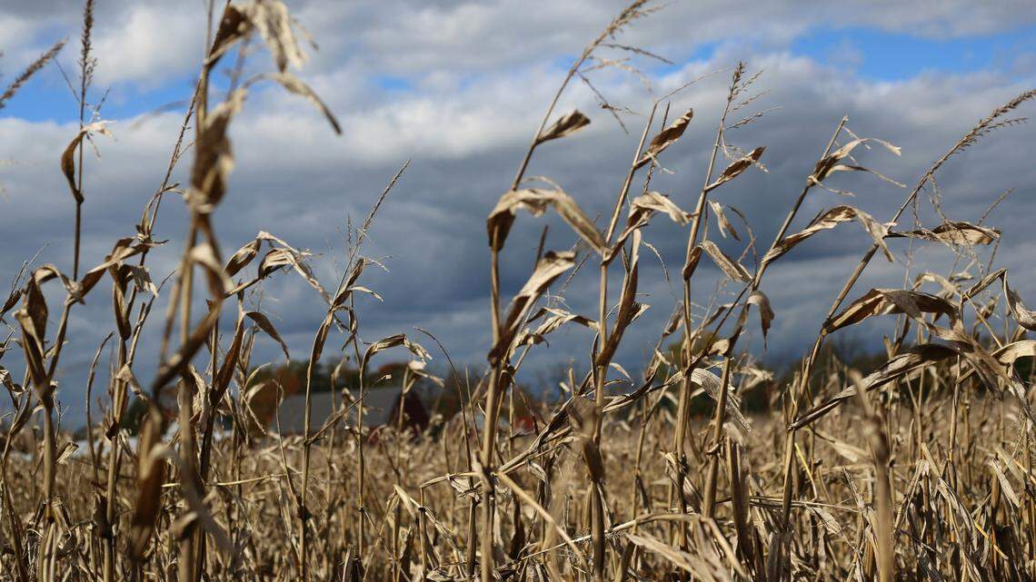 A Taylor Swift-themed corn maze is set to open at an Ohio farm in September.