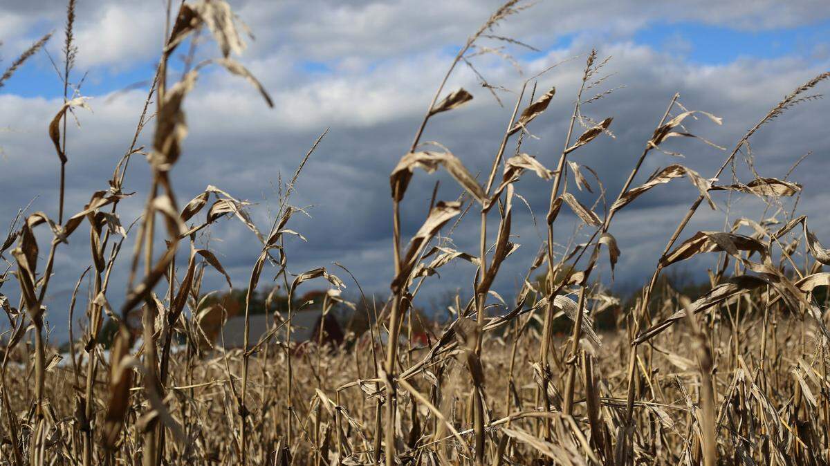 A Taylor Swift-themed corn maze is set to open at an Ohio farm in September.