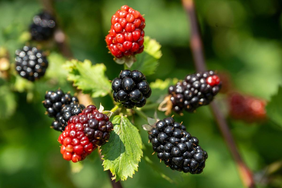Blackberries, seen in various stages of ripeness at Gieringer’s Family Farm, should be picked when they are fully black.
