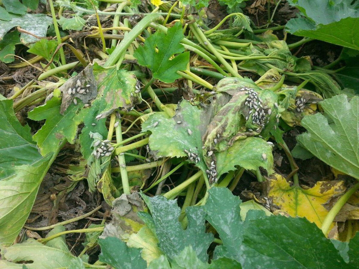 Squash bugs making a meal in the garden.