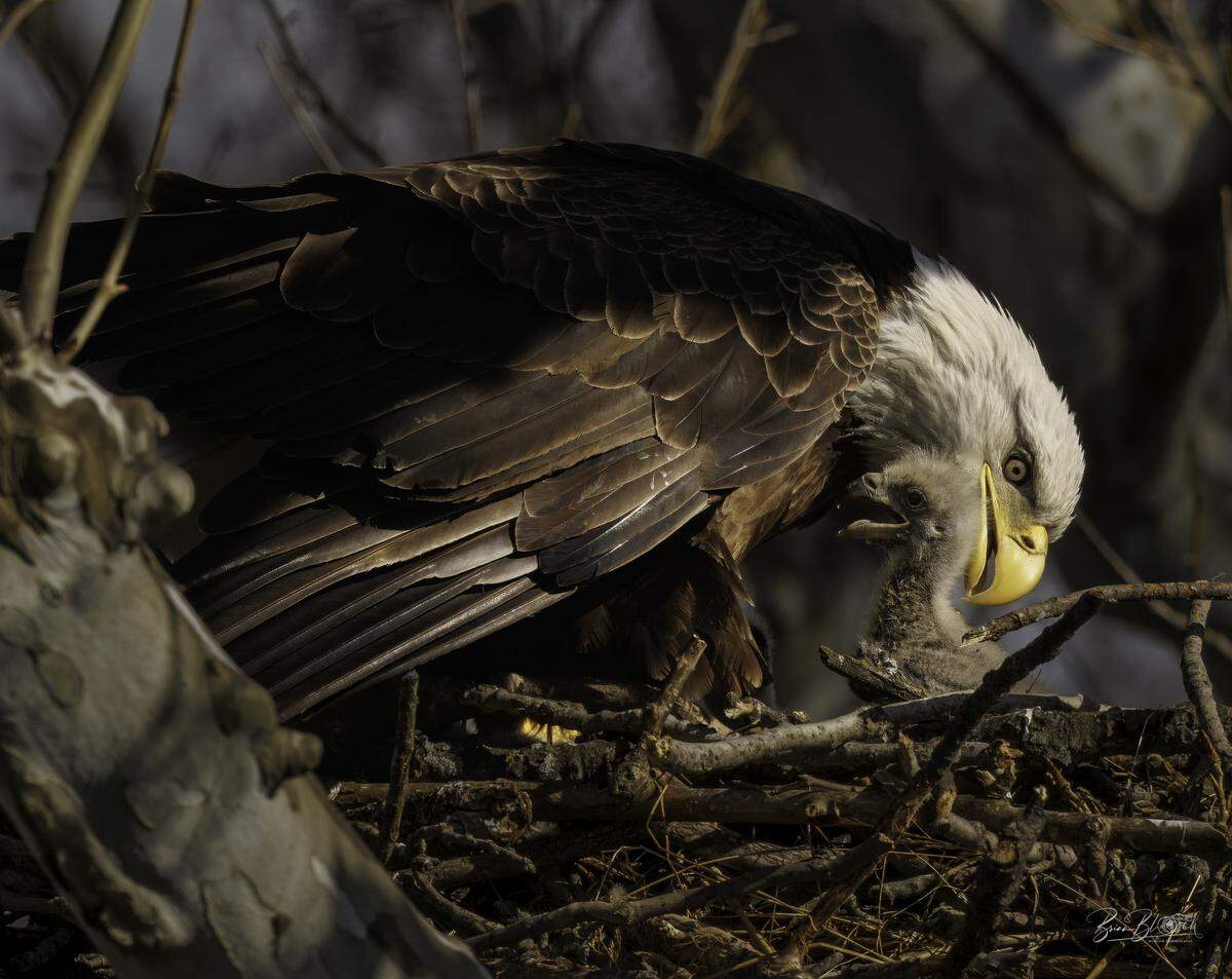 A bald eagle tends to one of two of her eaglets at a nest in southern Overland Park. Photographer Brian Bloch (@wilburbernard on Instagram) goes to the nest two to three times a week as he follows the birds.