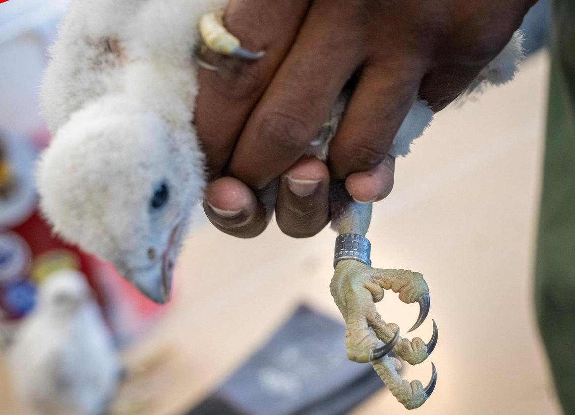 One of three Peregrine falcon chicks,hatched in a nest box in late March on the roof of the Shook, Hardy & Bacon building, was banded on Thursday, May 15, 2025, by Missouri Department of Conservation worker. A band is visible near the talons of the chick.