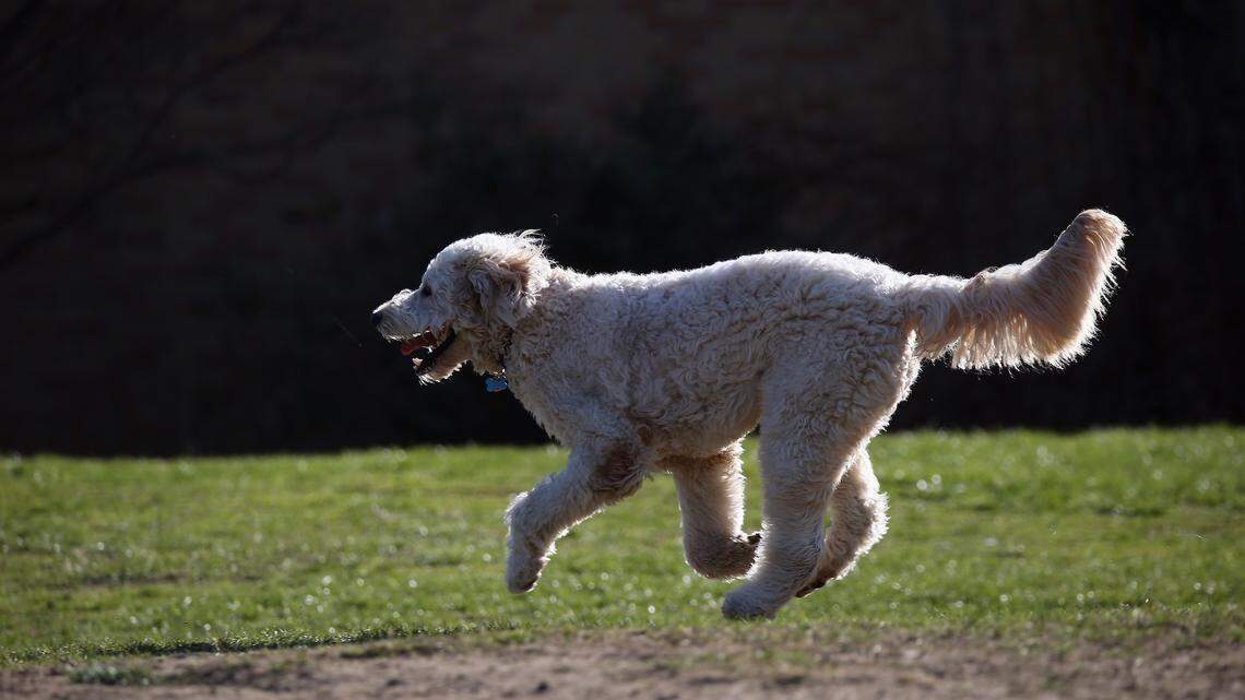 Woman Praised After Dog Asks Her for Food in Viral TikTok
