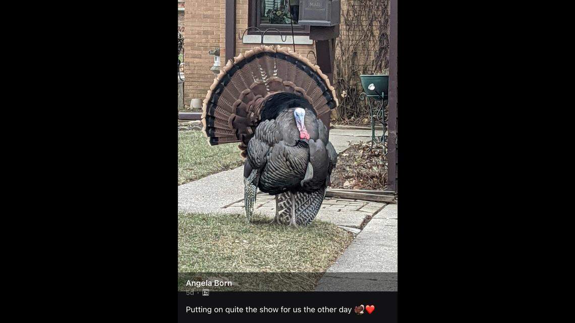 “He was our Phoenix… literally helping Kenosha rise from the ashes,” one Carl fan declared. The infamous bird was hit by a car on Dec. 7, and died.