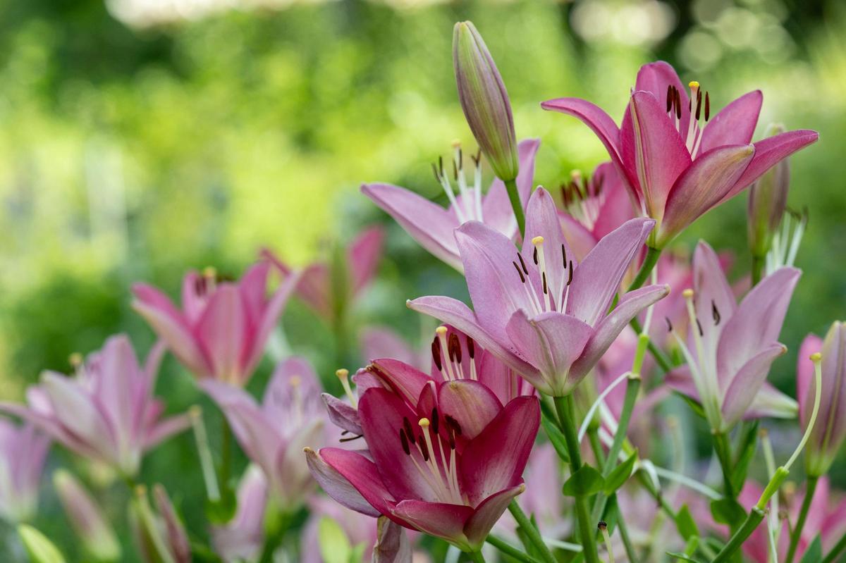 Asian lilies bloom at Fern’s Farmette.
