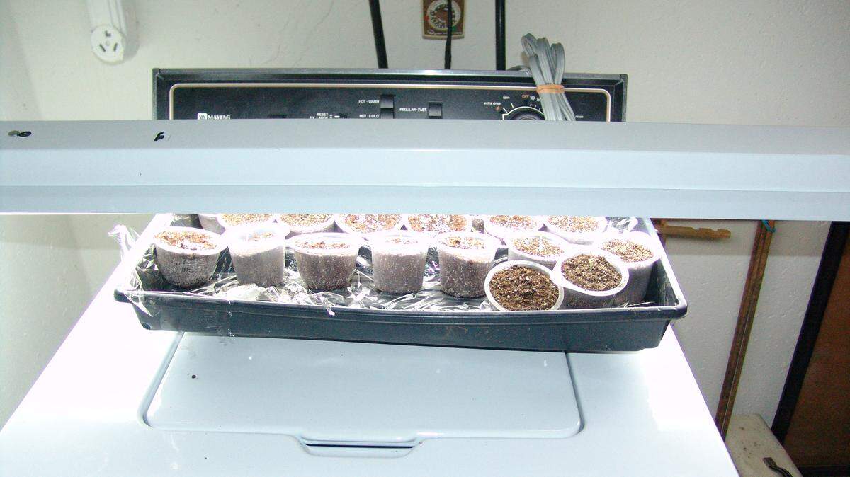 The secret to starting seeds inside is as simple as buying lights and ensuring they are on much of the time and fairly close to the plants as they grow. This strip of lights does the trick.