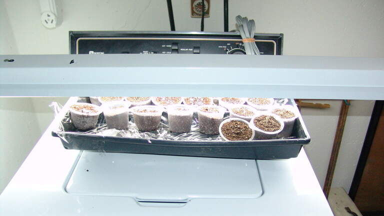 There’s no need for pricey kits to start plants from seed. You need only this key item