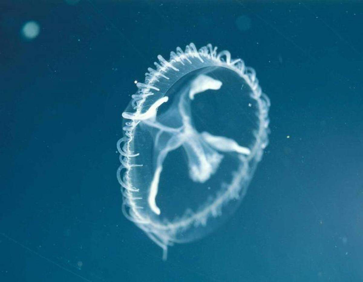 The four gonads are visible in this freshwater jellyfish.