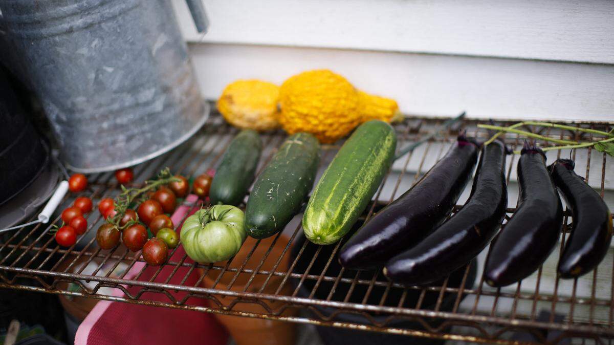 Harvested vegetables. UR / AFP) (Photo by KENA BETANCUR/AFP via Getty Images)