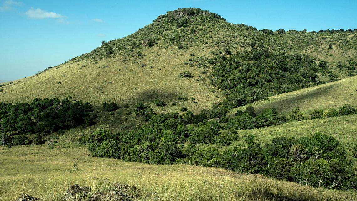 A vulnerable Angolan colobus was born at a zoo in Little Rock, Arkansas.