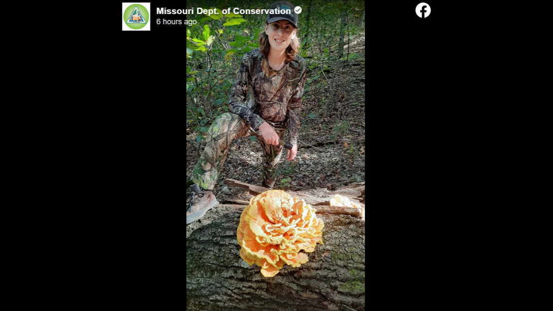 Hiker Jackson Sifford found this “monster mushroom” in Stone County. It’s a “chicken of the woods.”
