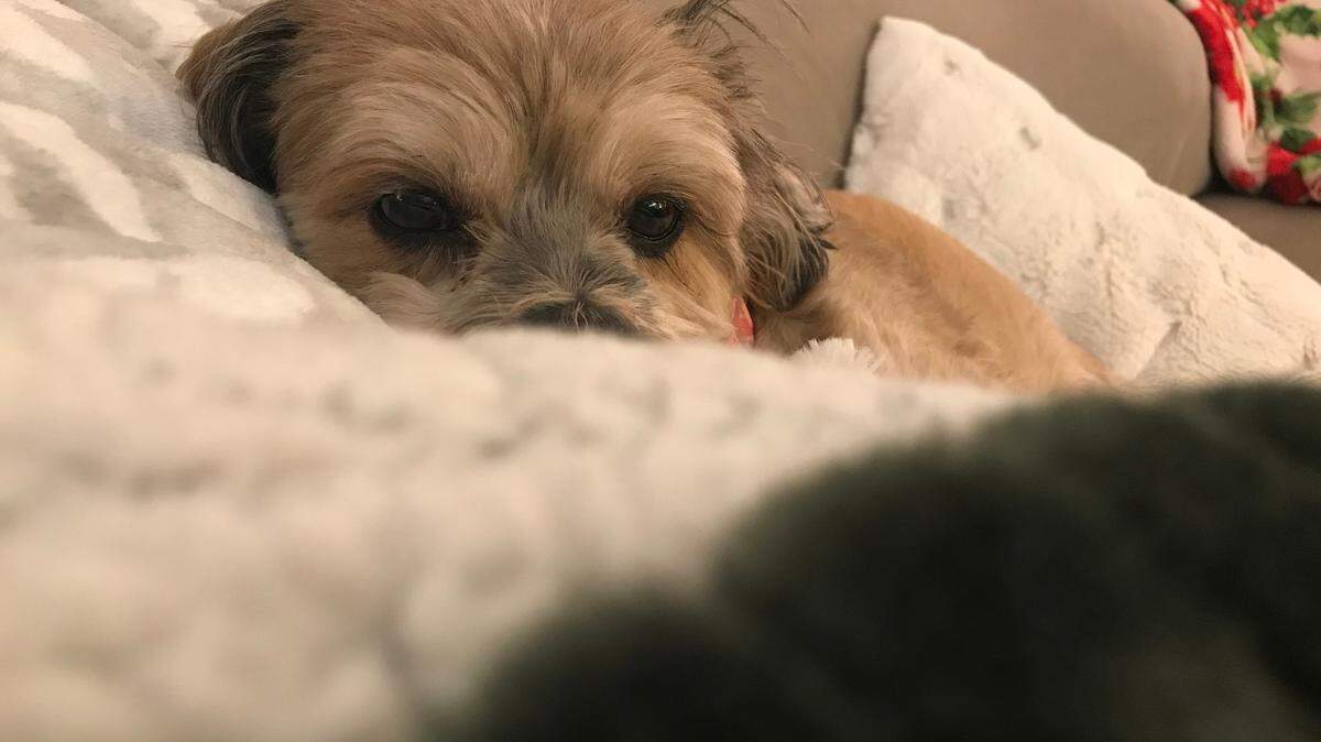 Tiffany, a shih tzu/terrier rescued by Star reporter Lisa Gutierrez, died unexpectedly this past week. Before she died, she helped Gutierrez through the grief of losing her husband.