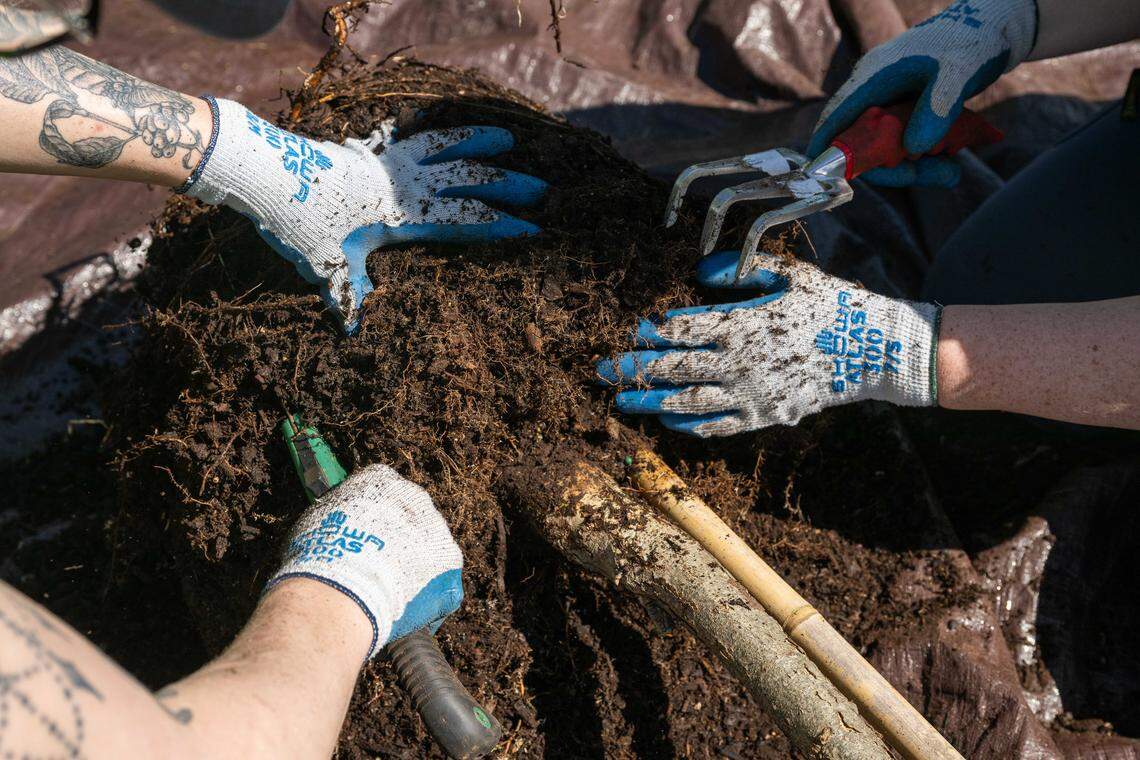Volunteers prep tree roots for planting during a tree planting event on Thursday, April 16, 2026, in Kansas City.